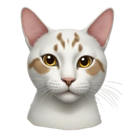 sawako nakamae's profile picture